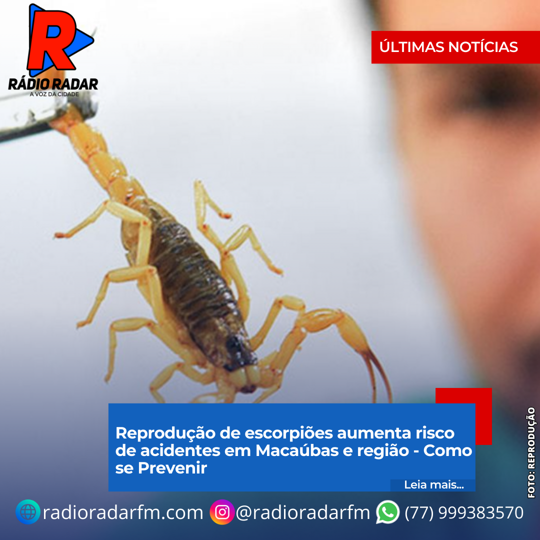 Reprodução de escorpiões aumenta risco de acidentes em Macaúbas e região - Como se Prevenir