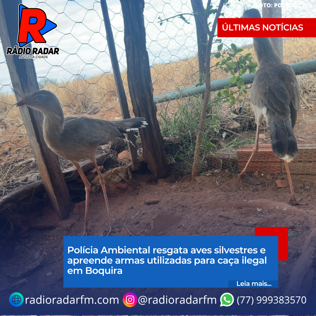 Polícia Ambiental resgata aves silvestres e apreende armas utilizadas para caça ilegal em Boquira