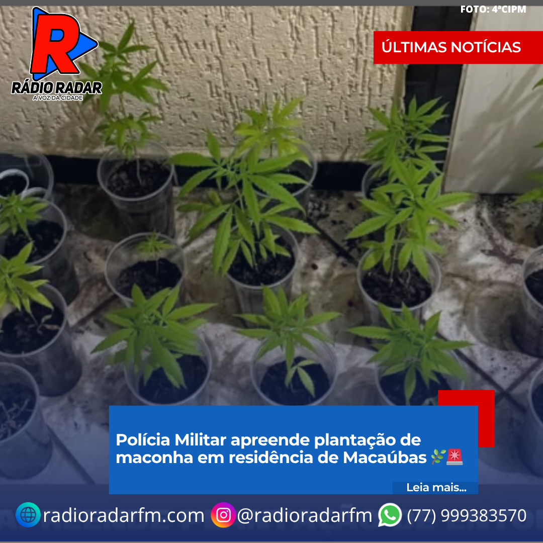 Polícia Militar apreende plantação de maconha em residência de Macaúbas 🌿🚨